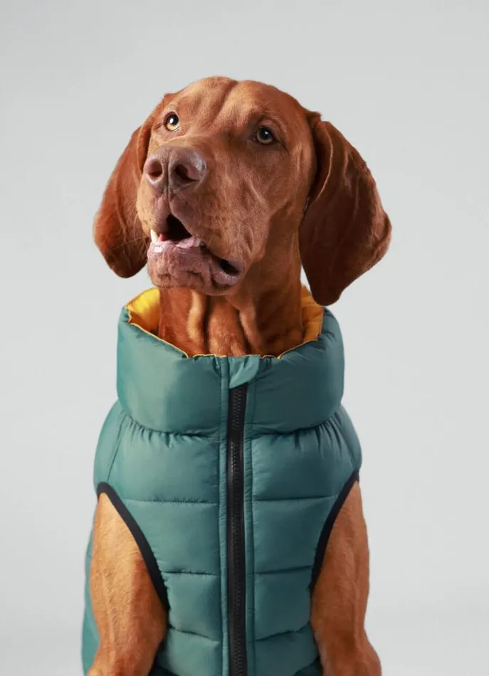 Men Hackett X Hugo and Hudson Hackett London Reversible Puffer Jacket For Dogs 8211 Large Goldgreen