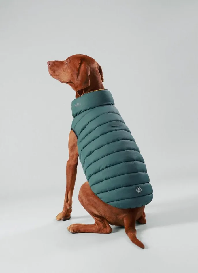 Men Hackett X Hugo and Hudson Hackett London Reversible Puffer Jacket For Dogs 8211 Large Goldgreen