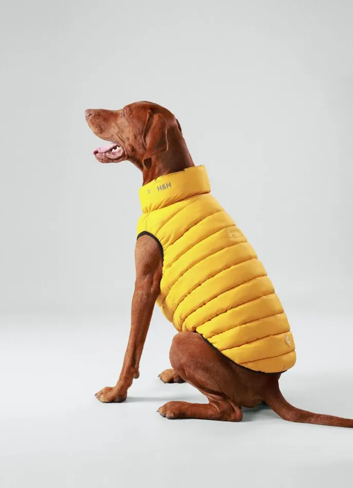 Men Hackett X Hugo and Hudson Hackett London Reversible Puffer Jacket For Dogs 8211 Large Goldgreen